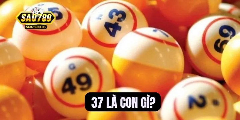 37 là con gì