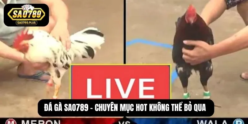 Đá gà SAO789 - Chuyên mục hot không thể bỏ qua