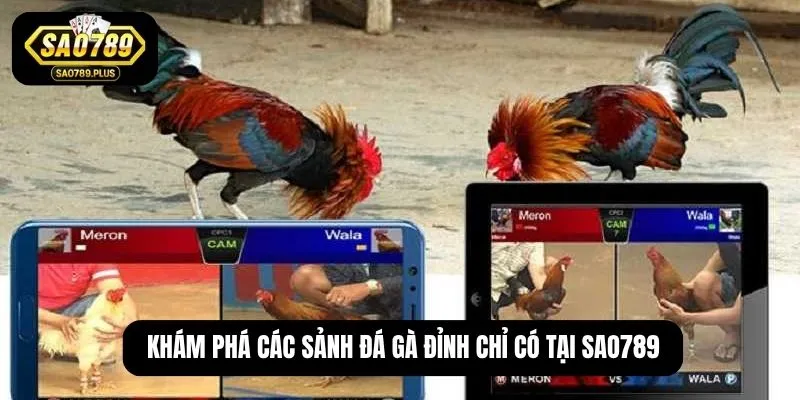 Khám phá các sảnh đá gà đỉnh chỉ có tại SAO789